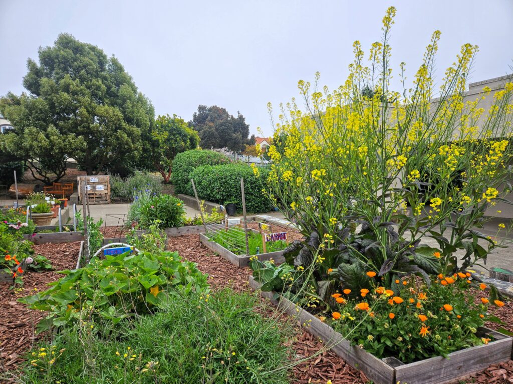 Picture of the school garden