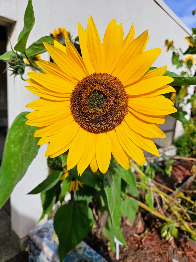 Picture of Sunflower from our school garden